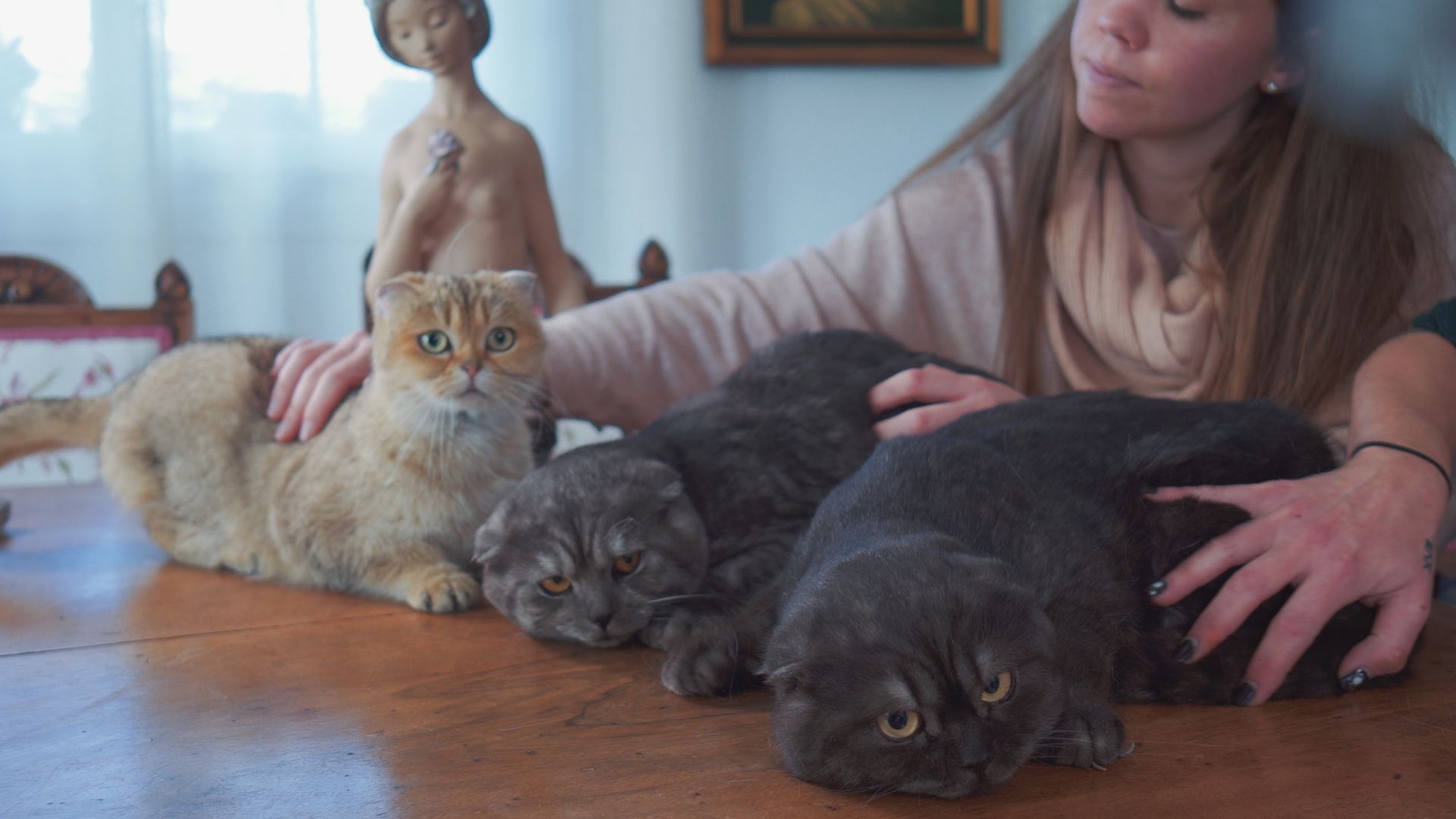 Topcats: precio de un gato scottish fold con cuatro Scottish Fold en mesa y cuidadora Cuatro gatos Scottish Fold —tres grises con orejas plegadas y uno dorado— descansan sobre una mesa de madera mientras una mujer los acaricia en un ambiente doméstico