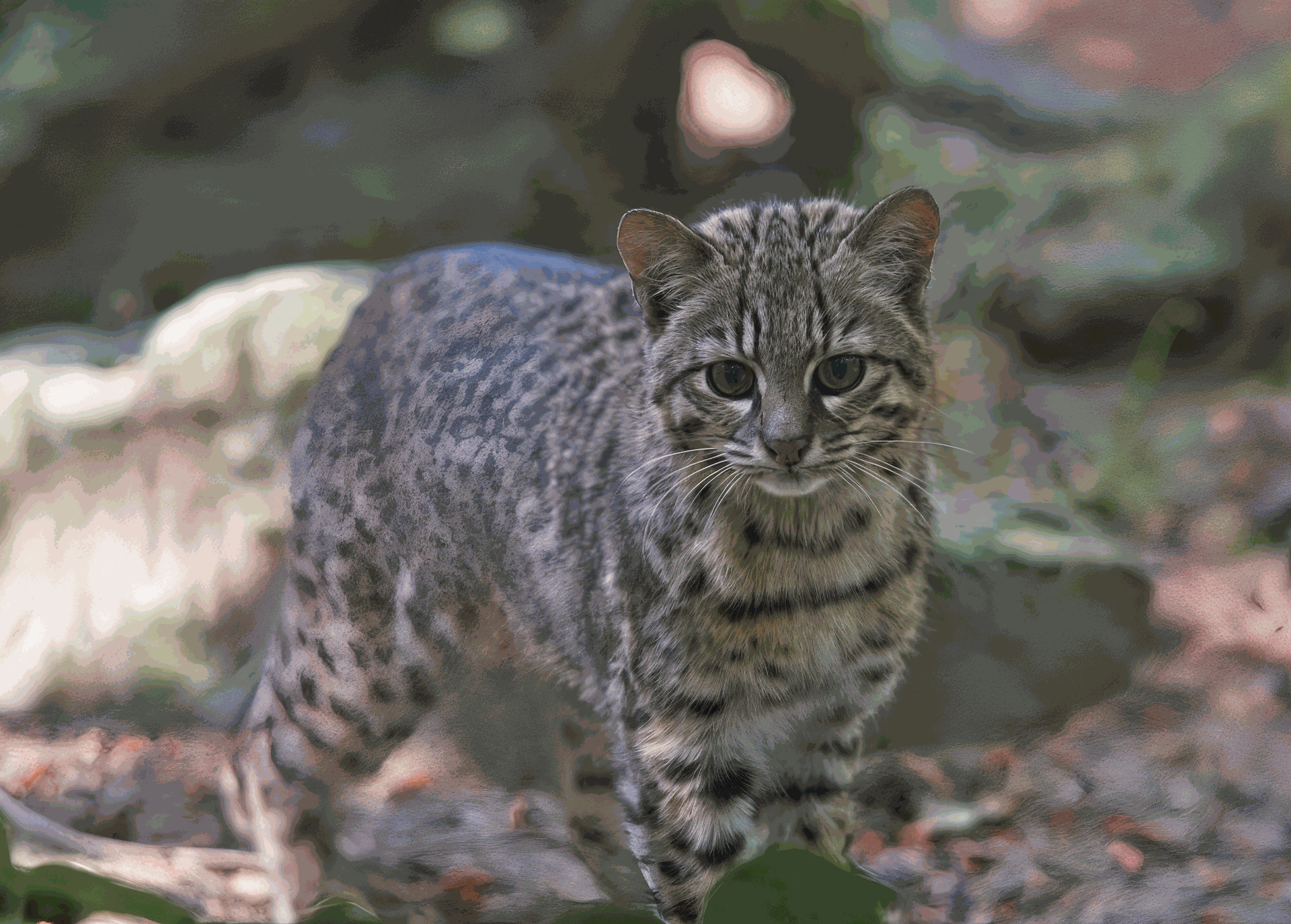 Gato Safari de Topcats – Uno de los gatos más caros del mundo Gato Safari de Topcats en un entorno natural, con pelaje moteado y cuerpo robusto.